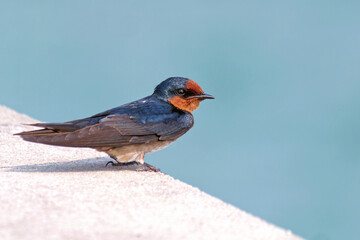 Barn swallow, (Hirundo rustica) sitiing at the pier in Hua hin Thailand