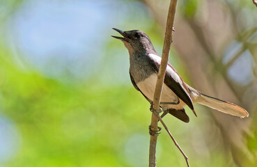 Fototapeta premium Dajalschama singt auf dem Baum