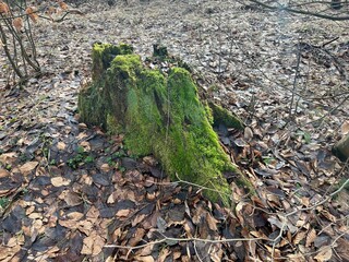 stump covered with moss