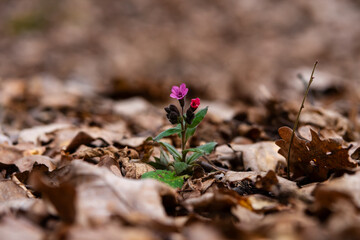 The spring colours of the Kulchyn steep slopes and the local forest. Nature comes to life after a long winter