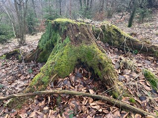 stump covered with moss