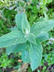 mint in the garden