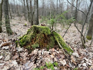 stump covered with moss and newly growing tree