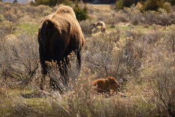 Bison with calf in the wild grassland in Yellowstone
