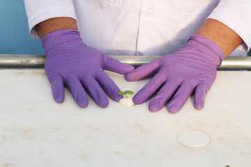 Potato Plant cultivation technique with aeroponic system in Greenhouse.