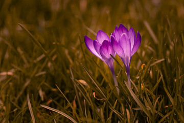 Purple crocuses - perfect for a bouquet for her.