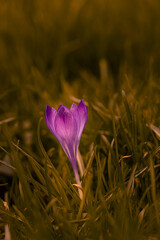 Purple crocus - perfect for a bouquet for her.