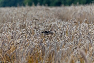 bird in the field