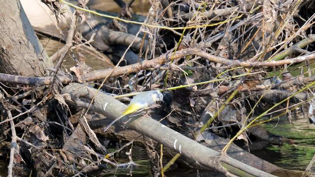 A Grey Wagtail, Motacilla cinerea, perched preening itself on the River Aire, UK