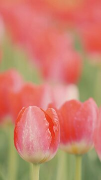 Red tulip flowers in full bloom blooming in a field in spring, Vertical video for smartphone footage