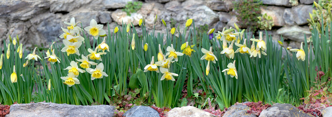 beautiful yellow daffodils blooming in a flower bed blooming in front of a stoned wall and  ...