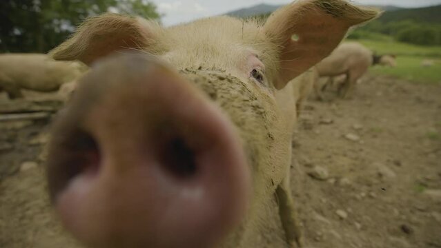 pig sniffing the camera lens