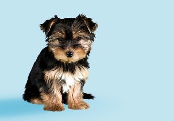 Happy little dog pet posing