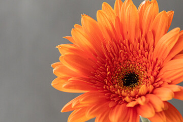 Gorgeous red, orange gerbera flower, gerber daisy macro on grey background. Copy space to display...