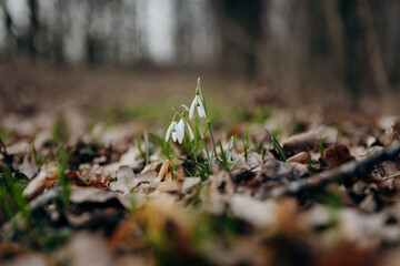 The first spring flowers of snowdrops in the forest against the background of last year's old leaves