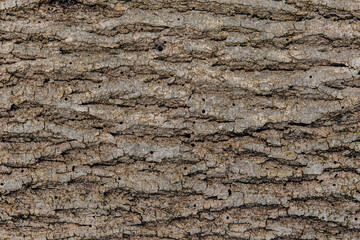 The textured bark of a tree with holes is eaten and damaged by a bark beetle. Pests of trees. Termites and beetles