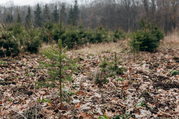 Picea abies europeus. Plantation of young spruce trees. Farming of growing young trees for forest planting