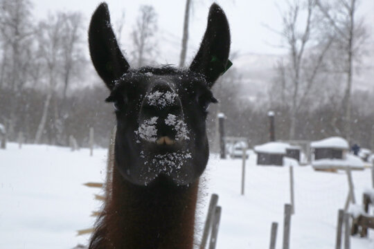 Lama nella neve a Bardu, Norvegia