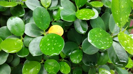 Close up of green leaves with water drops after rain. Nature background