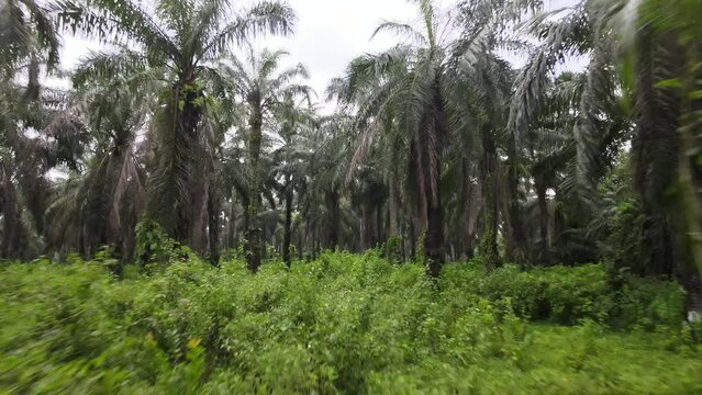 The jungle Of Palm Oil Trees, The trees are not productive, in some country, the product of this tree is not allowed