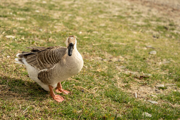 A brown goose sits on a meadow.
