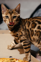 Bengal cat is playing at home