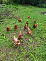 A flock of Red Sex Link Chickens on the grass. Pecking away on a farm in the summer.