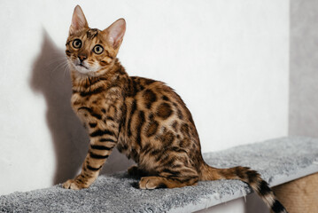 Bengal cat is playing at home