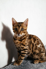 Bengal cat is playing at home