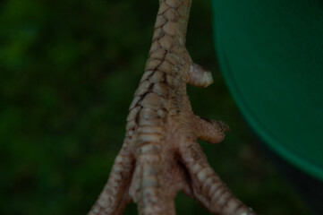 Close-up of a Red Sex Link Chicken foot with an extra spur on a farm with laying hens.