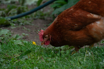 Red Sex Link Chicken pecking in the grass. On a farm in the summer.