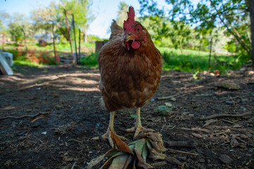 A close-up of a Red Sex Link Chicken looking at the camera on the compost pile on a farm in the summer.