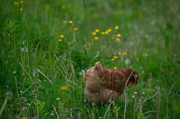Red Sex Link Chicken pecking in the grass. On a farm in the summer.