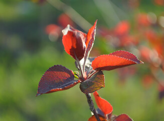 A branch of a plant with bright red leaves is illuminated by the sun
