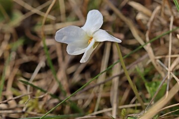Weiße Farbvariation des Rauen Veilchens (Viola hirta) auf Kalkmagerrasen.