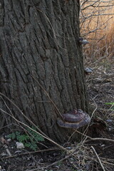 A tree with a snake in it