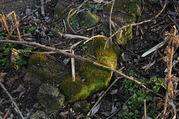 A mossy log in the woods