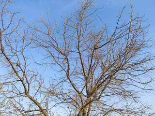 Fototapeta na wymiar Branches of a bare tree against a blue sky in spring