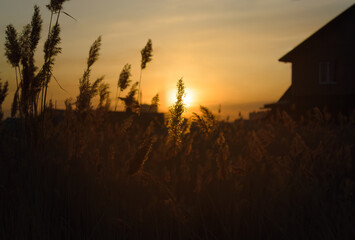 The silhouette of a reed at dusk backdrop of the sun at sunset