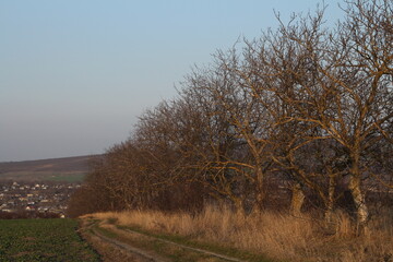 A dirt road with trees and grass