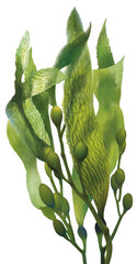 Grüne Algen