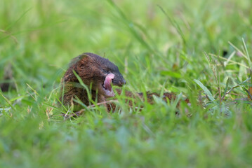 A mongoose with injured eyes resting on a bush