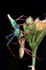 spider on a leaf with its prey