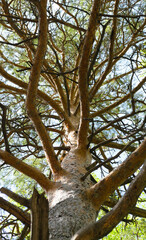 Bottom view of the branched trunk of a pine tree