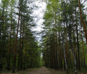 Fototapeta premium The trail runs between an alley of trees in a green picturesque forest