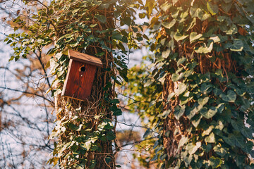 The wooden birdhouse, nestled among the trees, serves as a cozy shelter for the birds during the nesting season, attracting various species to the area.