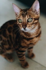 Obraz premium a small Bengal cat at home