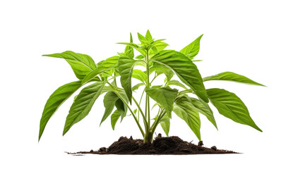 Young tree growing isolated on transparent and white background.PNG image.
