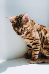 a small Bengal cat at home