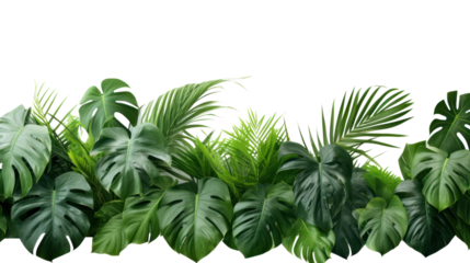 Exotic plants, palm leaves, monstera on an isolated white background